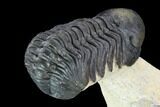 Two Beautiful Reedops Trilobites - Atchana, Morocco #125467-9